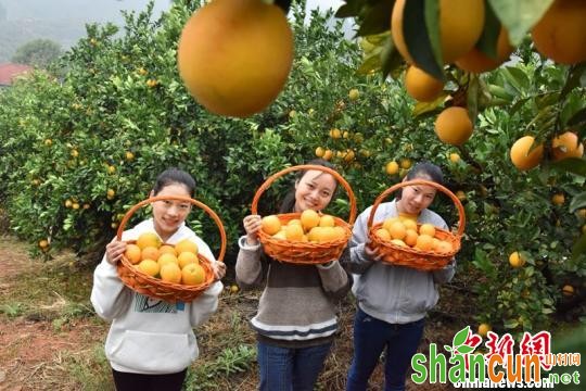 资料图：近日，游客在江西省安远县脐橙种植基地采摘脐橙。　唐丽琴 摄