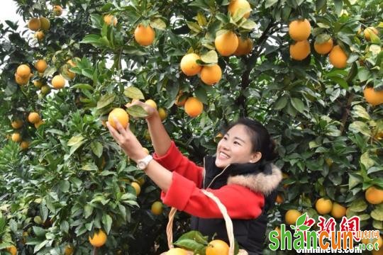 资料图：近日，游客在江西省安远县脐橙种植基地采摘脐橙。　唐丽琴 摄