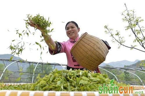 2018年5月2日，河北省临城县东篱茶园的工人在筛选茶叶。新华社记者牟宇摄