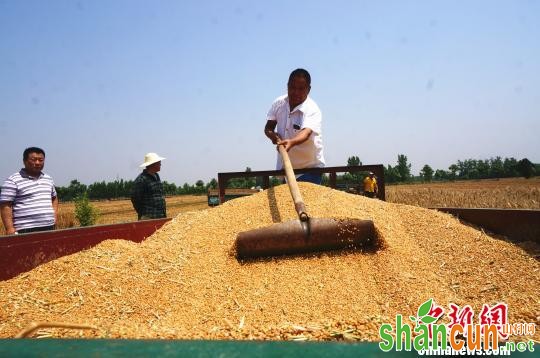 河南的哥横跨千里回乡收麦：有田有粮外出不慌（图）