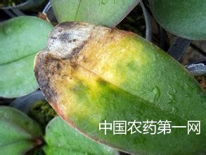 蝴蝶兰细菌性软腐病