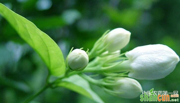 茉莉白绢病的防治方法