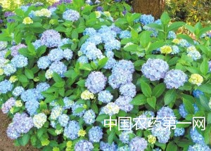 四种解决八仙花叶子发黄方法