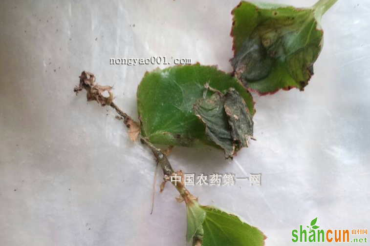 四季海棠茎腐病的危害和防治方法