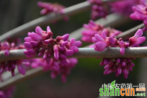 紫荆花的常见病虫害以及防治方法