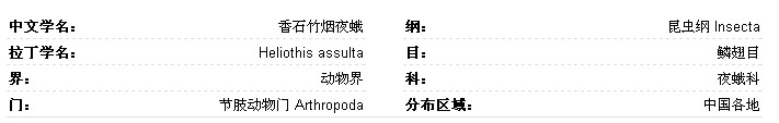 香石竹烟夜蛾基本信息