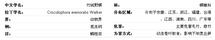竹绒野螟基本信息