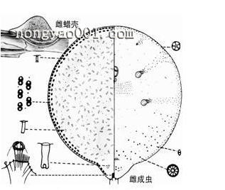 半球竹链蚧