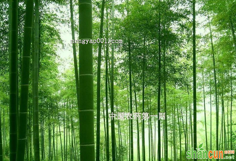 竹子一些常见的病害的危害和防治方法