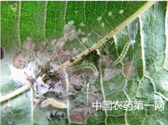 桑园桑象甲虫、红蜘蛛等害虫的发生与防治措施