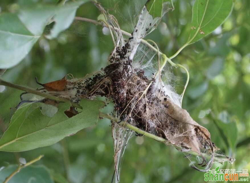 香樟樟巢螟的防治方法