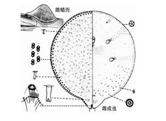 吊兰半球盔蚧