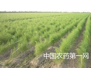 芦笋种植之病虫害防治