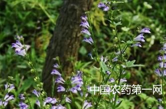 花卉养植常见问题之三防治害虫的方法