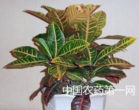 花卉养植常见问题之二害虫的检查