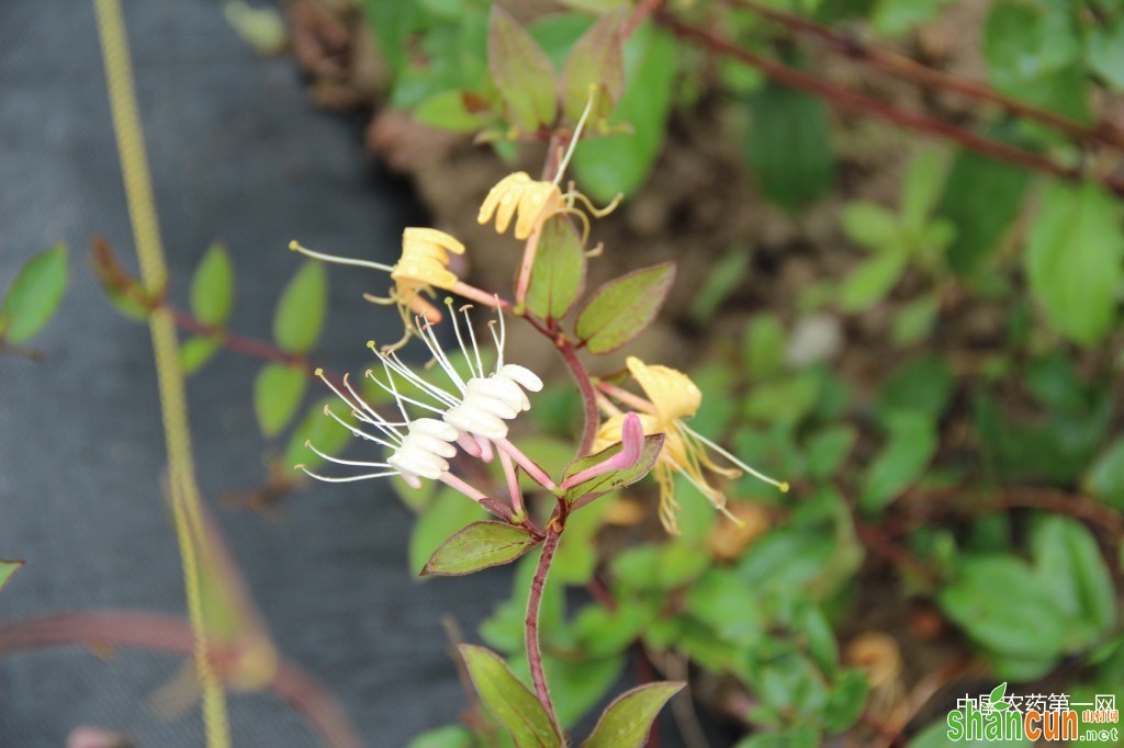 防治金银花蚜虫新方法