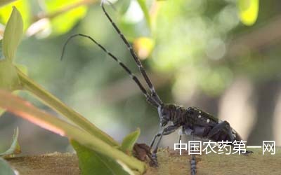 樱花蛀干性害虫的防治措施