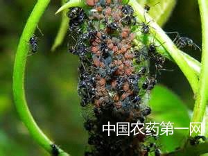 花卉害虫蔗蝙蛾的防治方法