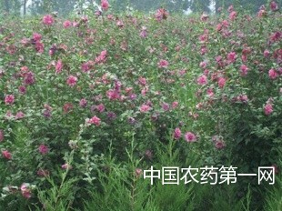 红花蕉粉虱防治技术