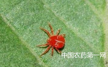 菊花红蜘蛛的危害和防治
