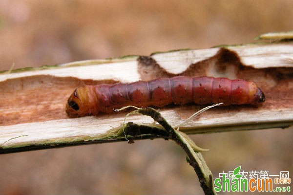 菊花咖啡木蠹蛾的生活习性和防治方法