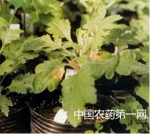 菊花线虫的危害和防治方法