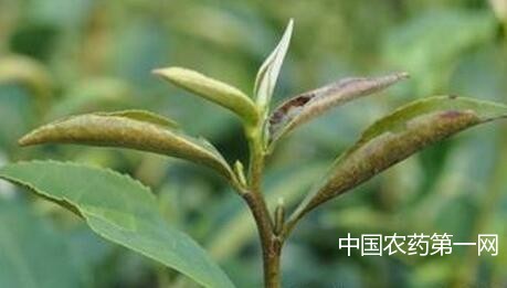 茶橙瘿螨