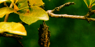 茶树茶褐蓑蛾