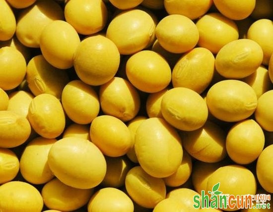 安徽铜陵狮子山特产：汀洲大豆（图片）