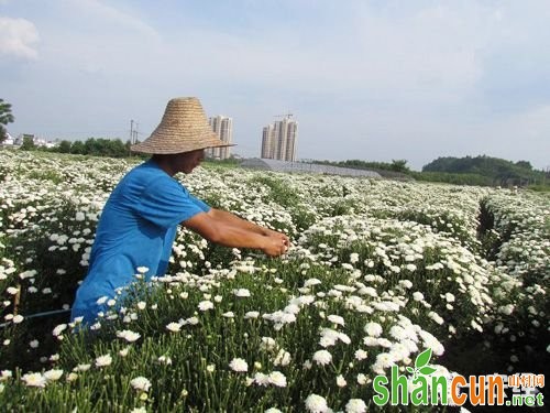 安徽黄山特产——盐铺菊花