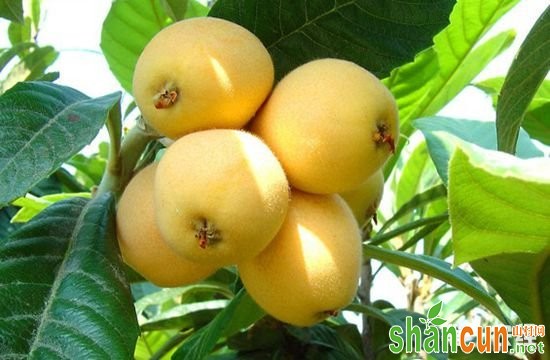 浙江杭州特产水果：塘栖枇杷