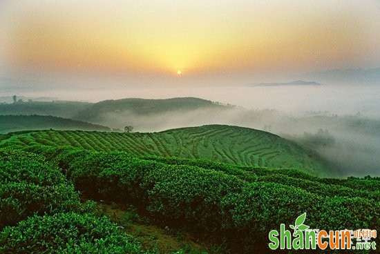 德清茶叶 浙江湖州特产