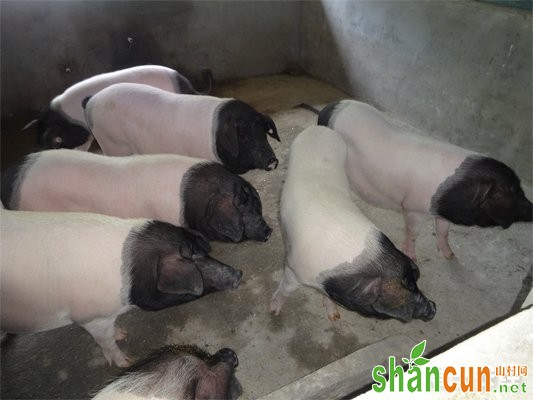 浙江地方猪种：金华猪