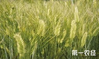江苏泰州特产农作物：泰兴元麦