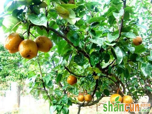 福建漳州特产水果：平和棕包梨