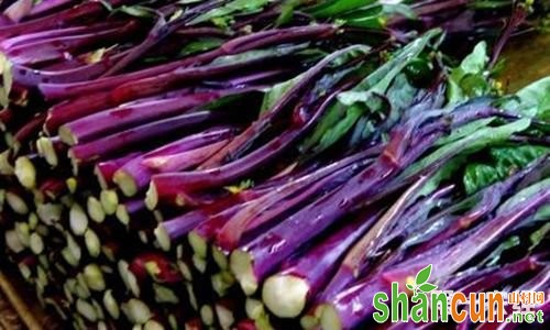洪山紫菜苔