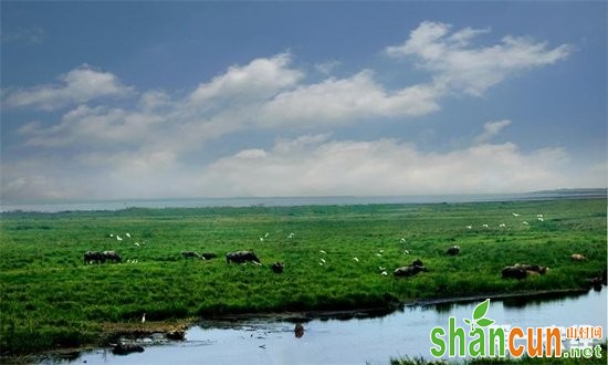 湖北蔡甸沉湖鳙鱼 地理标志证明商标