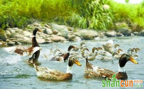湖南临武县特产：中国八大名鸭之一——临武鸭