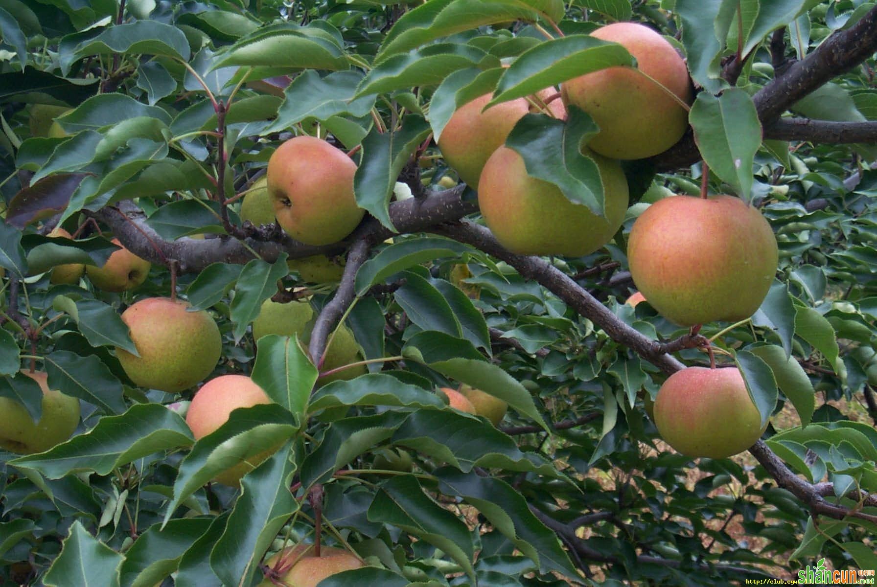 双辽苹果梨