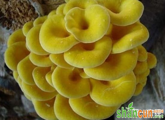 黑龙江黑河特产：玉皇蘑