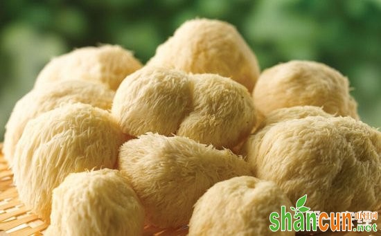 “中国猴头菇之乡”黑龙江省海林市特产——海林猴头菇
