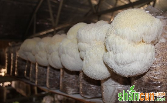 “中国猴头菇之乡”黑龙江省海林市特产——海林猴头菇