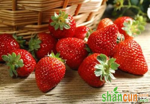 四川特产双流冬草莓