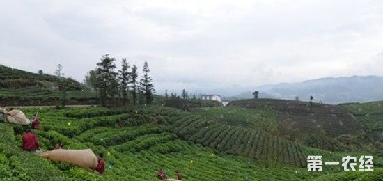 贵州黔西南州：普安茶叶