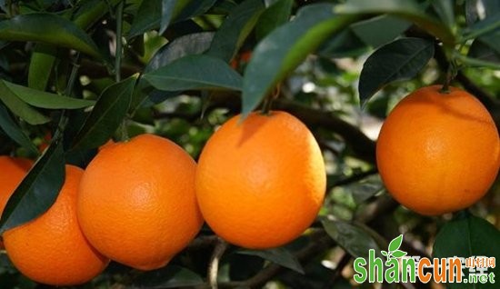 贵州特产：晴隆脐橙（图片）