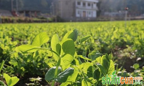 贵州龙里特产——龙里豌豆尖