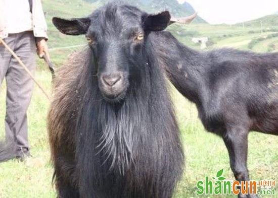 贵州毕节地方特色黑山羊——赫章黑马羊