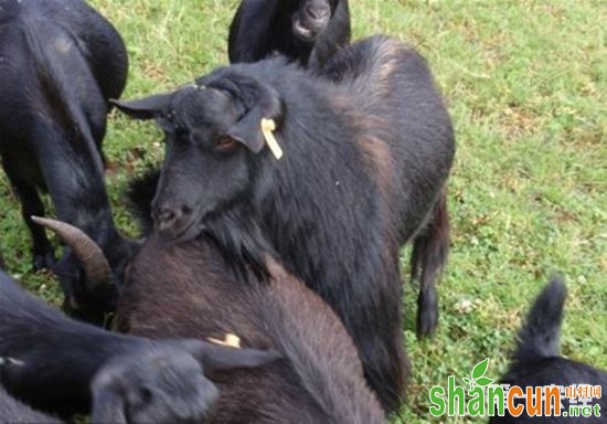 贵州毕节地方特色黑山羊——赫章黑马羊