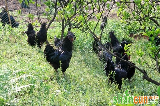 贵州赤水市地方特色家禽——赤水乌骨鸡