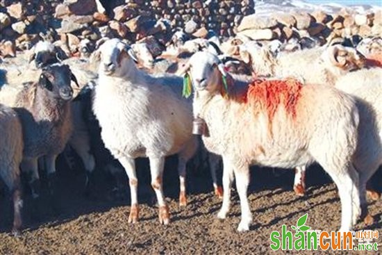 西藏日喀则特有绵羊——岗巴羊